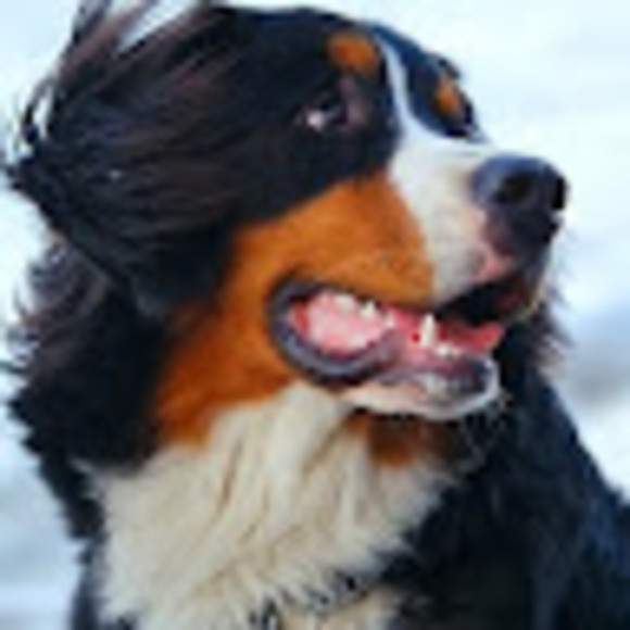 Meet your Posher, Jazzer - Picture 1 of 1